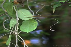 Gongronema napalense